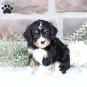 Brody, Cavapoo Puppy
